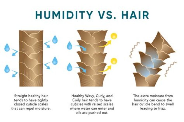 What are the effects of humidity on hairs?