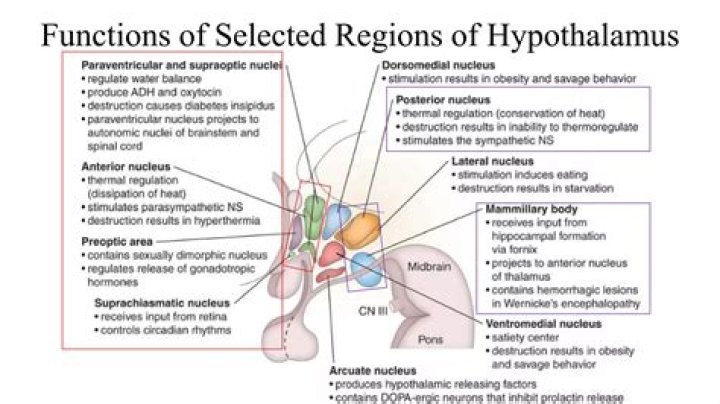 What are the major functions of the hypothalamus?