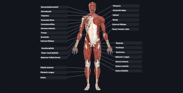 What are the muscles from the anterior view?