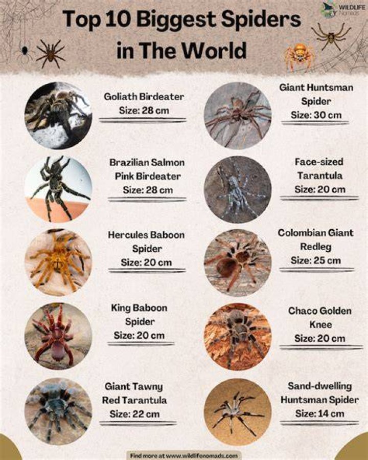 What are the top 10 biggest spiders in the world?