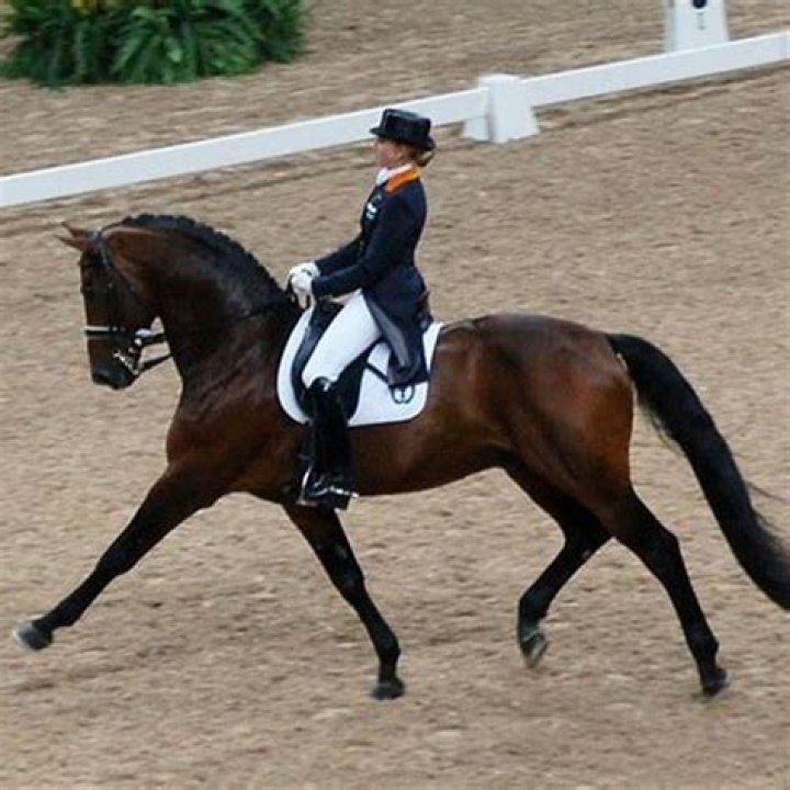What are the types of English riding?