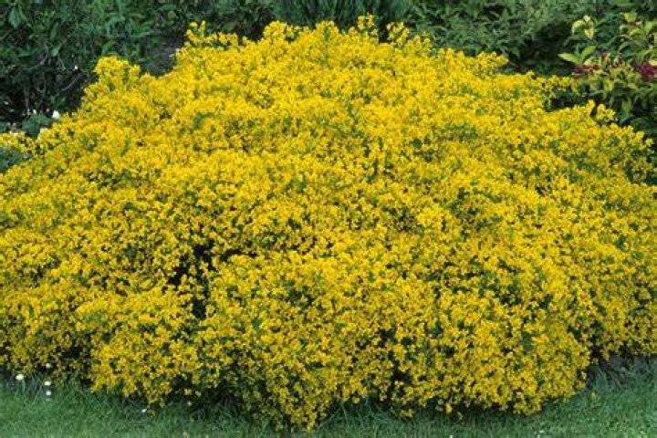 What Bush stays yellow all year?