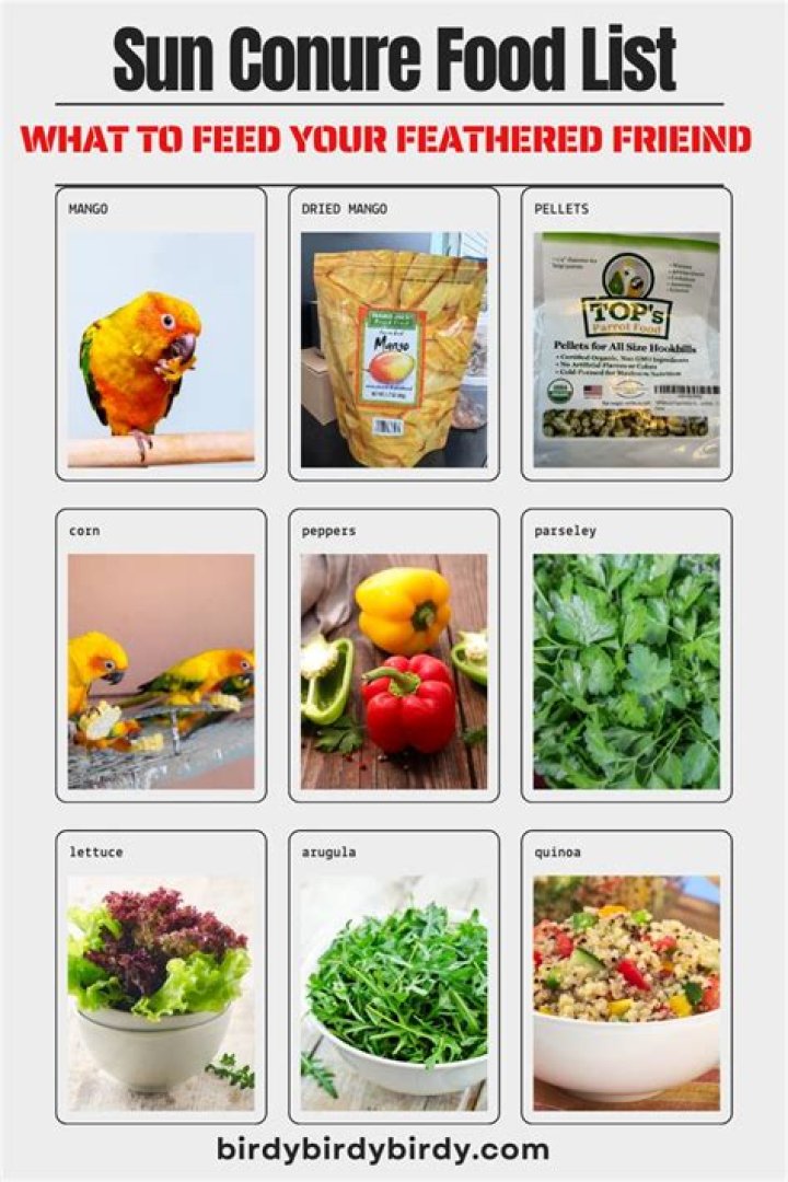 What Can Conures Eat? Essential Feeding Guide PDF