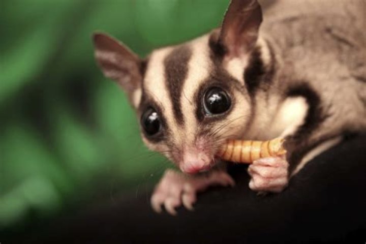 What Can Sugar Gliders Eat? The Complete PDF List