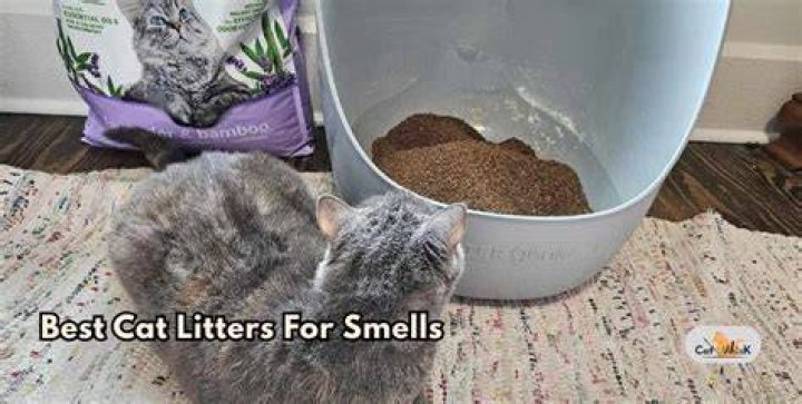 What cat litter smells the best?