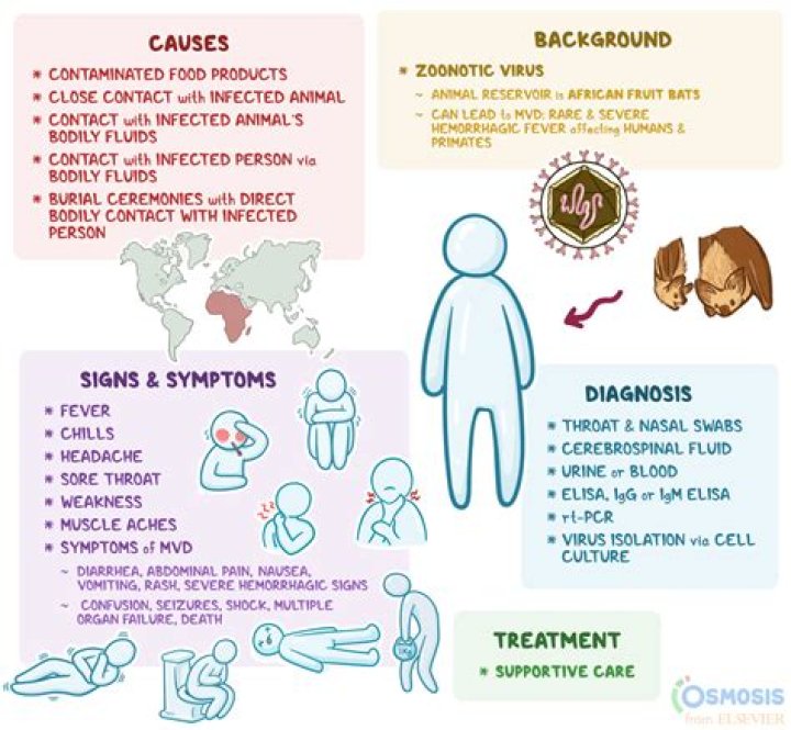 What causes Marburg hemorrhagic fever?