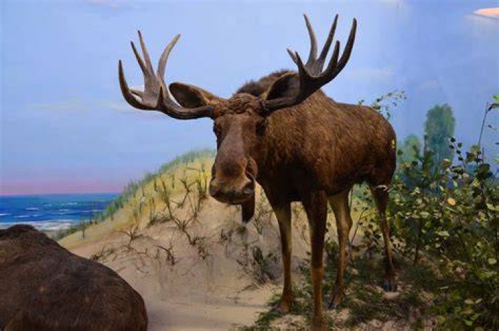 What did moose do to Cecil?