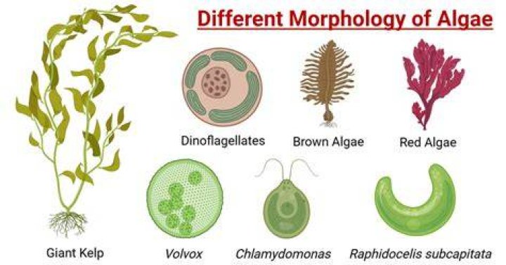 What division is brown algae?