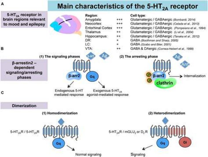 What do 5 ht2 receptors do?