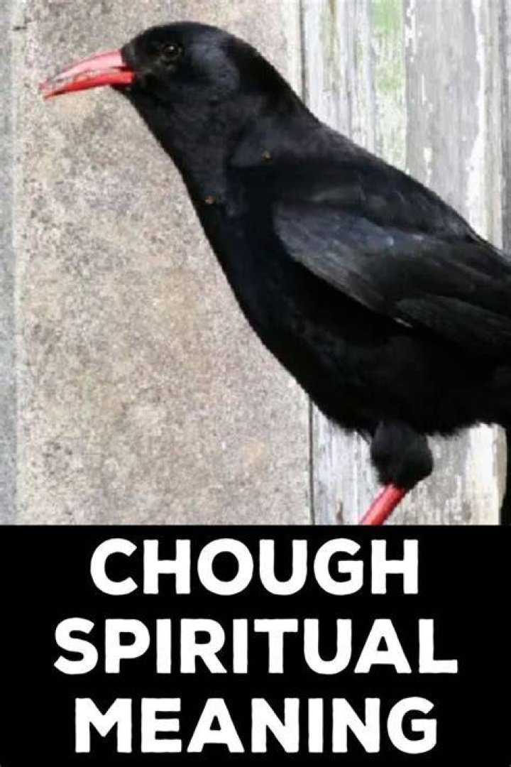 What does a chough symbolize?