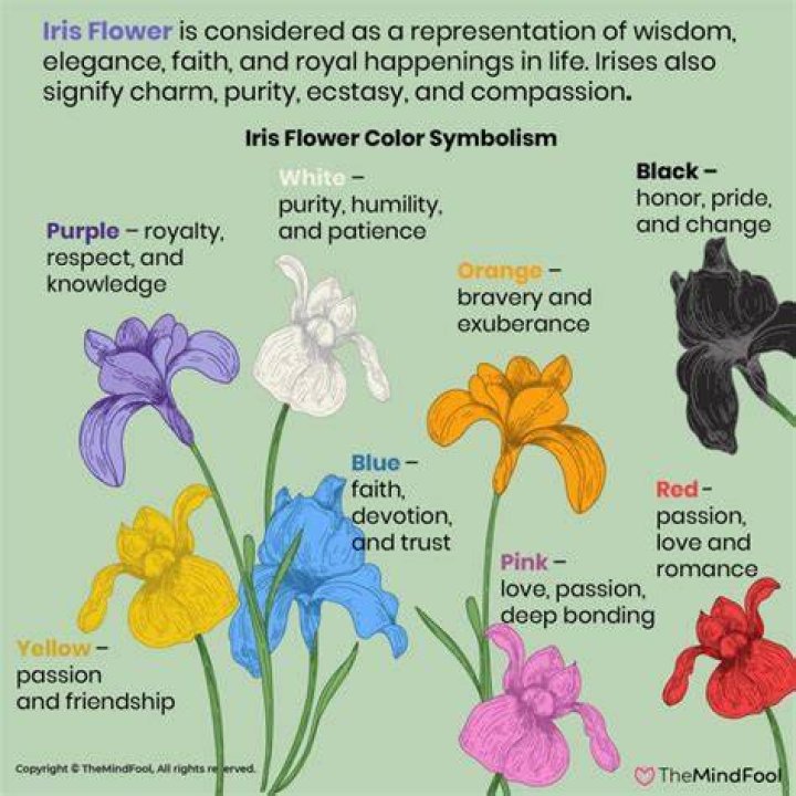 What does a white iris symbolize?