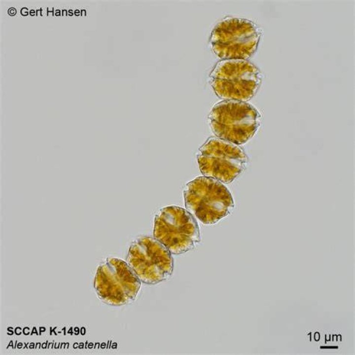 What does alexandrium Catenella do?