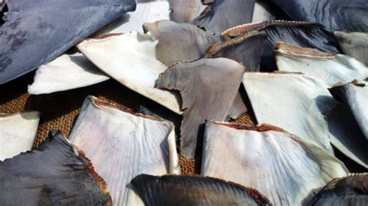 What does Black Fin shark taste like?