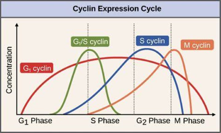 What does cyclin D1 positive mean?