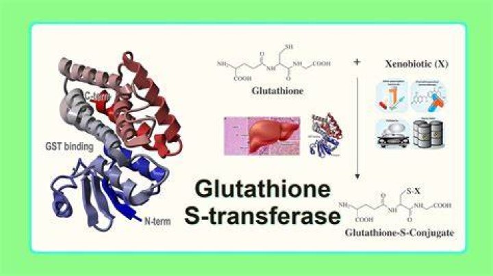 What does glutathione S transferase do?
