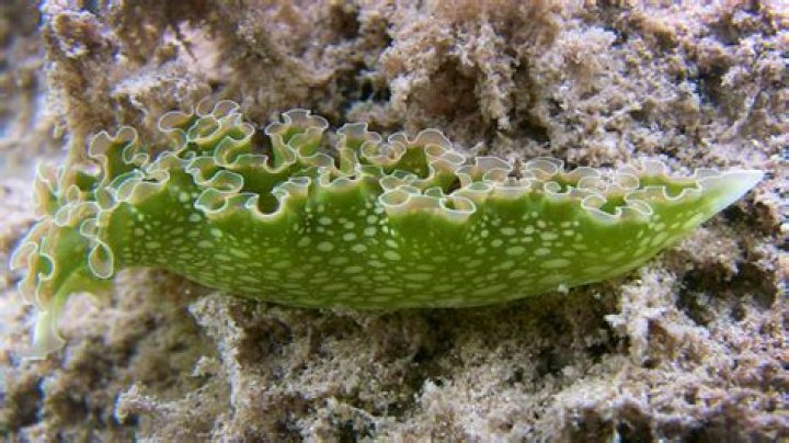 What does lettuce sea slug eat?