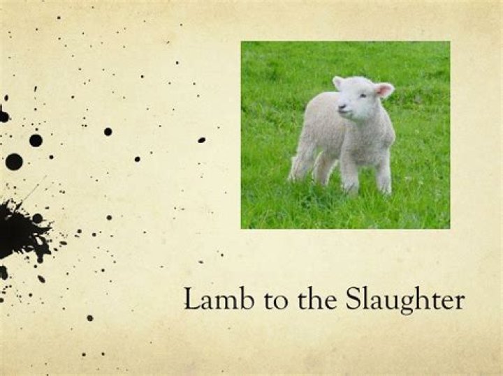 What does like lambs to the slaughter mean?