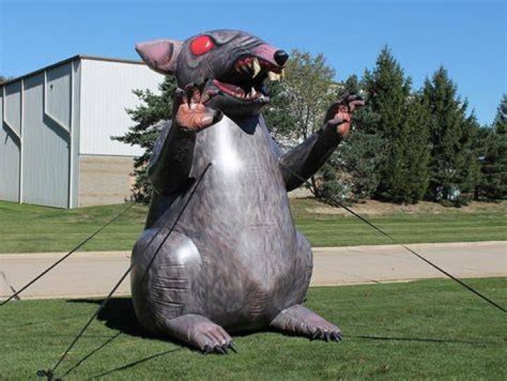 What does the union rat mean?