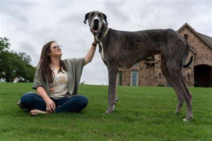 What dog has the biggest neck?