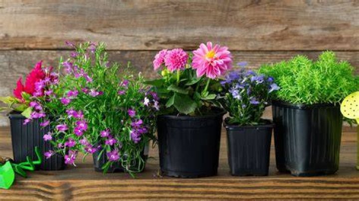 What flowers can I put in small pots?