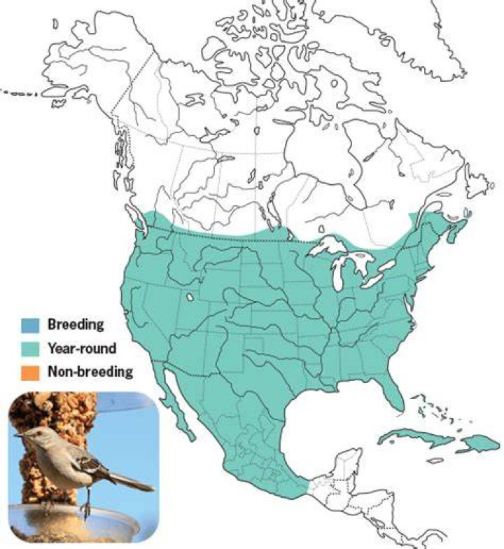 What habitat do mockingbirds live in?