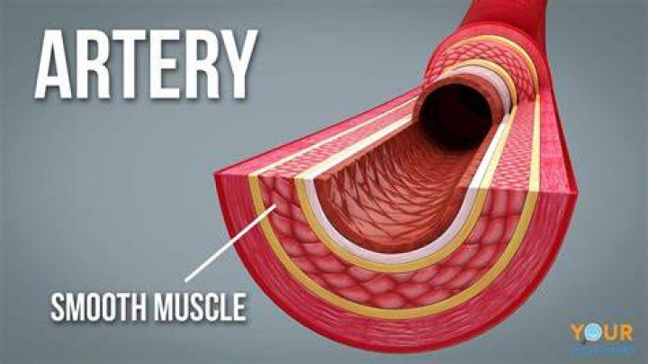 What happens when smooth muscle on an Arteriole contracts?