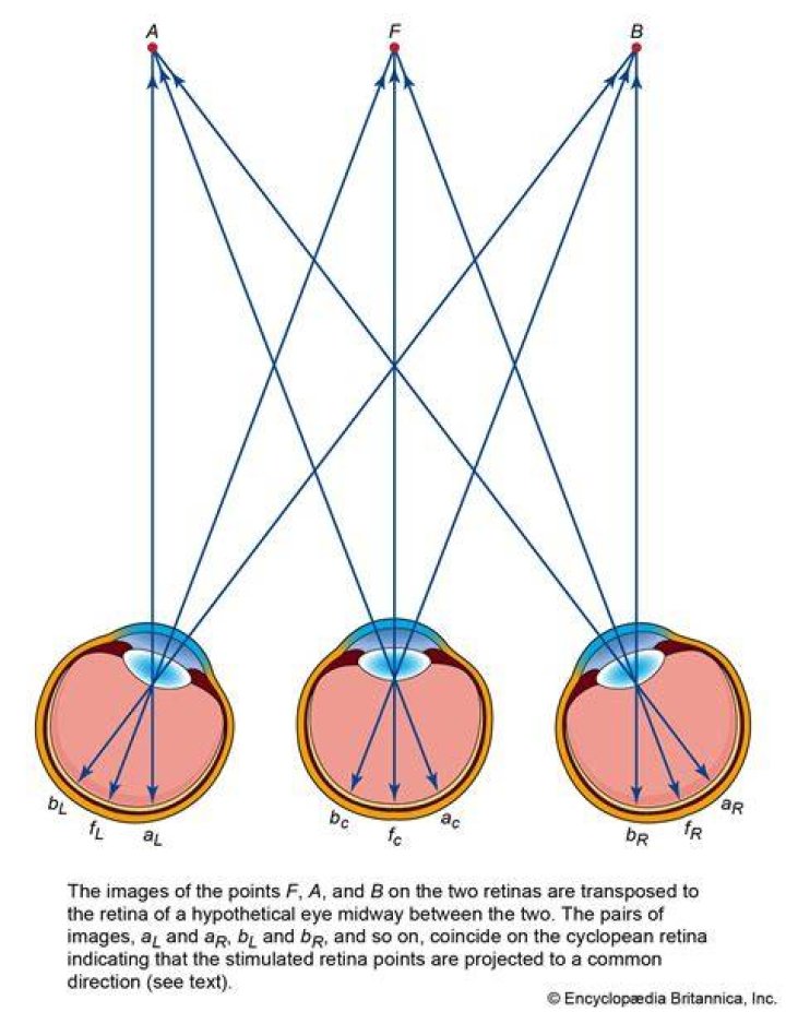 What is a Cyclopean eye definition?