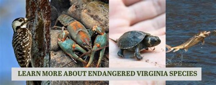 What is an endangered species in Virginia?