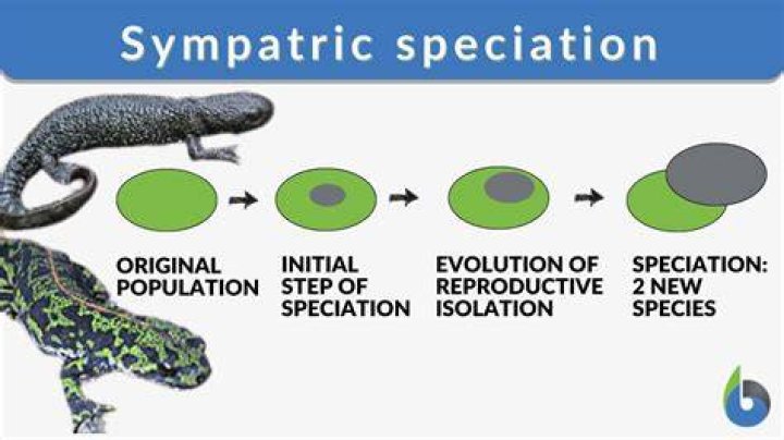 What is an example of sympatric speciation?