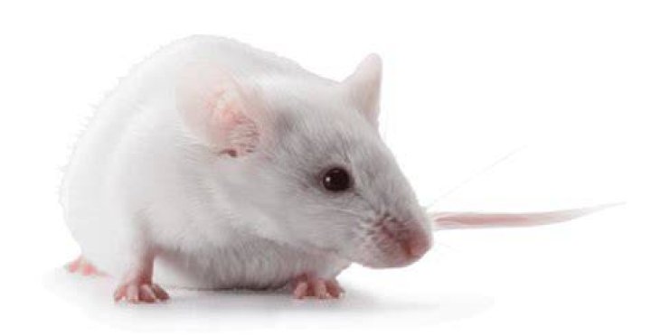 What is an ICR mouse?