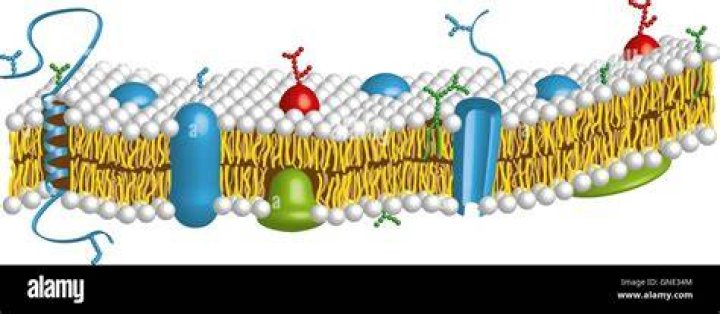 What is cell membrane double layer made of?