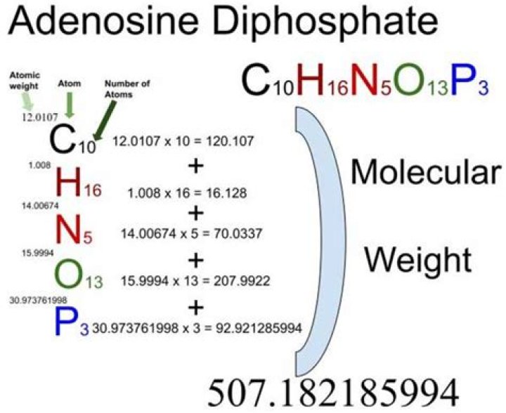 What is molecular weight of ATP?