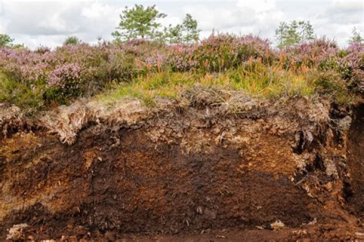 What is peat level?