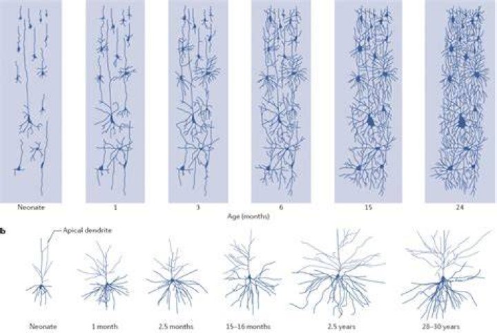 What is pruning in brain development?
