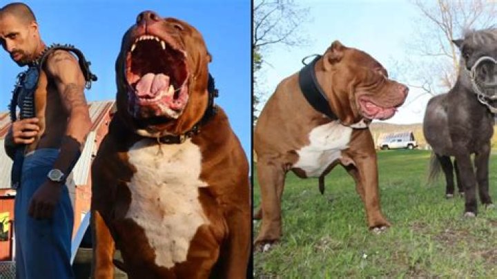 What is the biggest size of Pitbull?