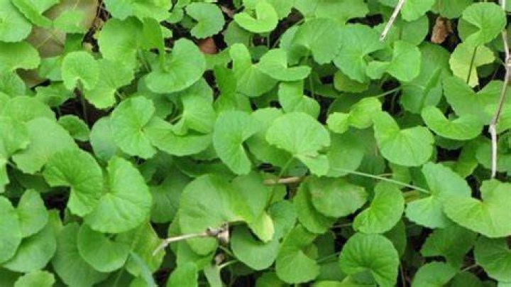 What is the common name of Centella asiatica?