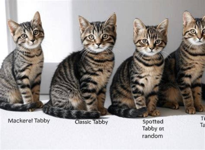 What is the difference between moggy and tabby?