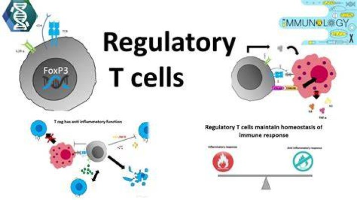 What is the function of regulatory T cells?