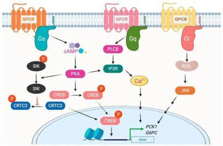 What is the GS pathway?