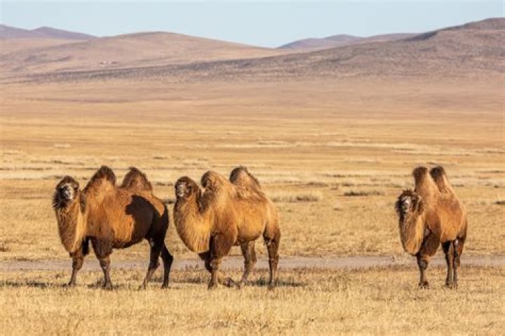What is the habitat of a Bactrian camels?