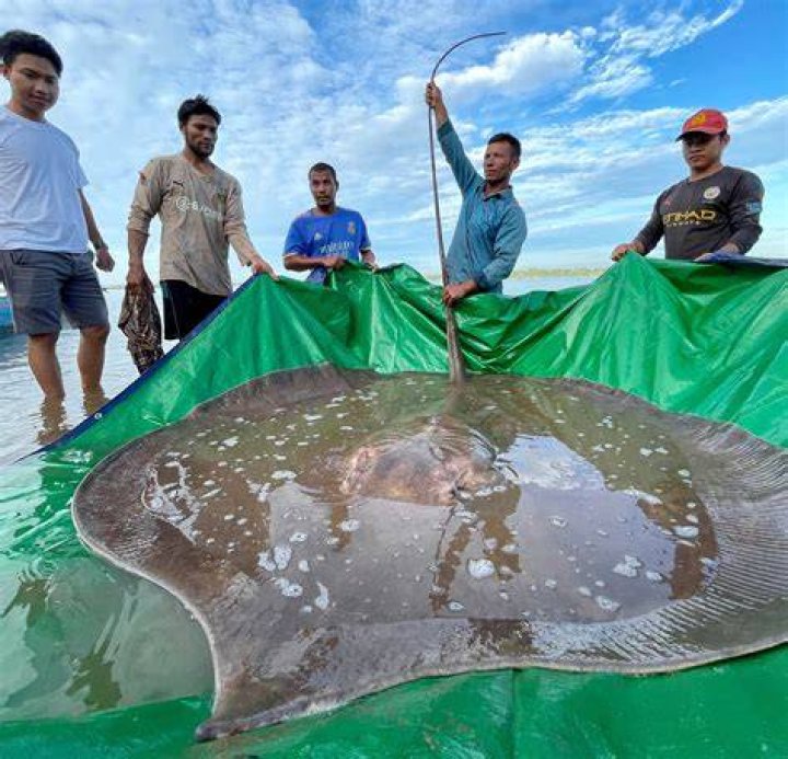 What is the largest stingray ever caught?