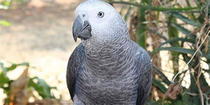 What is the price of African GREY parrot?