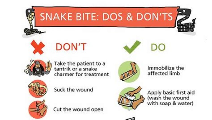 What is the recommended treatment for snake bite?