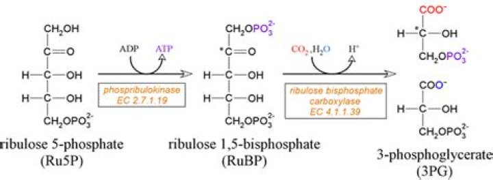 What is the role of ribulose 1 5-Bisphosphate?