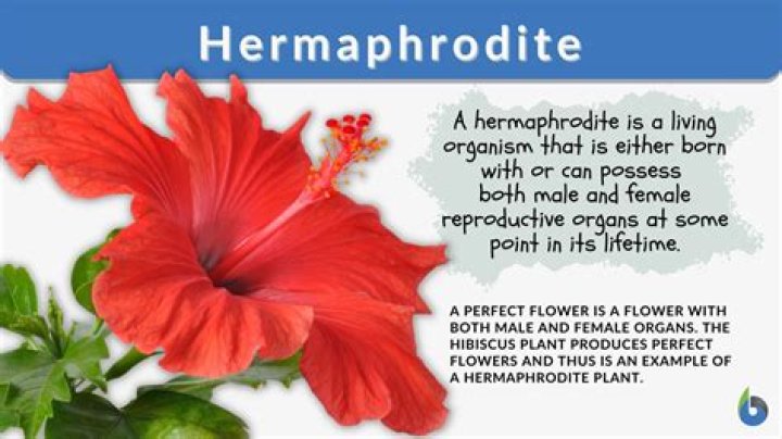 What is the synonym of hermaphrodite?