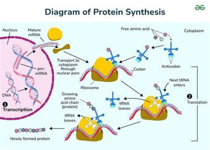 What is the synthesis of proteins from RNA?