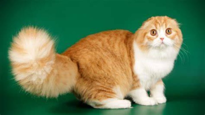 What kind of cat has a big fluffy tail?
