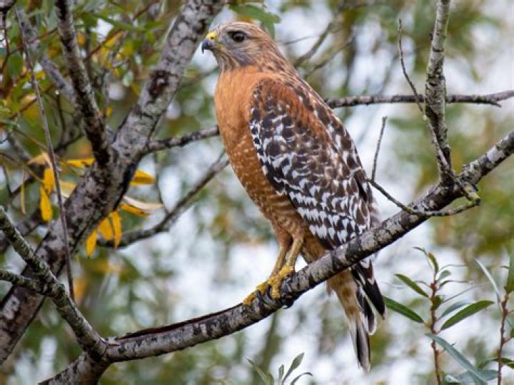 What kind of hawk has a red head?