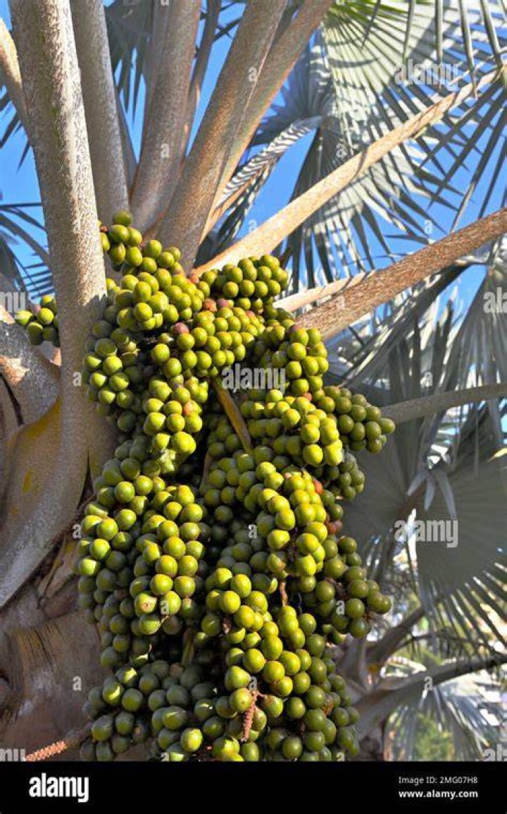 What kind of palm tree has little green balls?