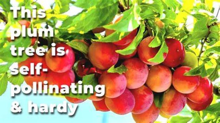 What kind of plum trees are self-pollinating?